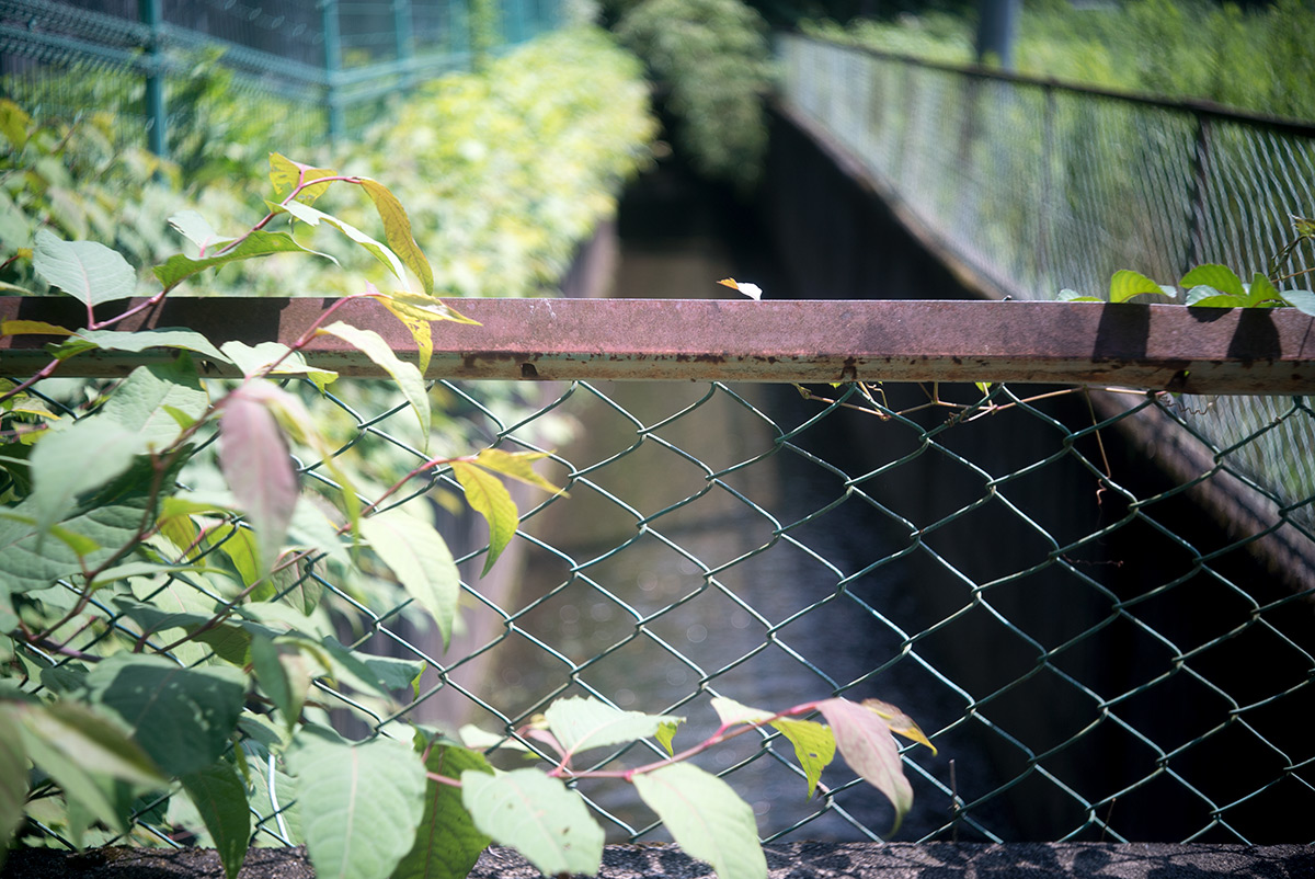 愛川町 w/ Chiyoko SUPER ROKKOR 1:2.8 f=45mm - 2018年7月16日撮影