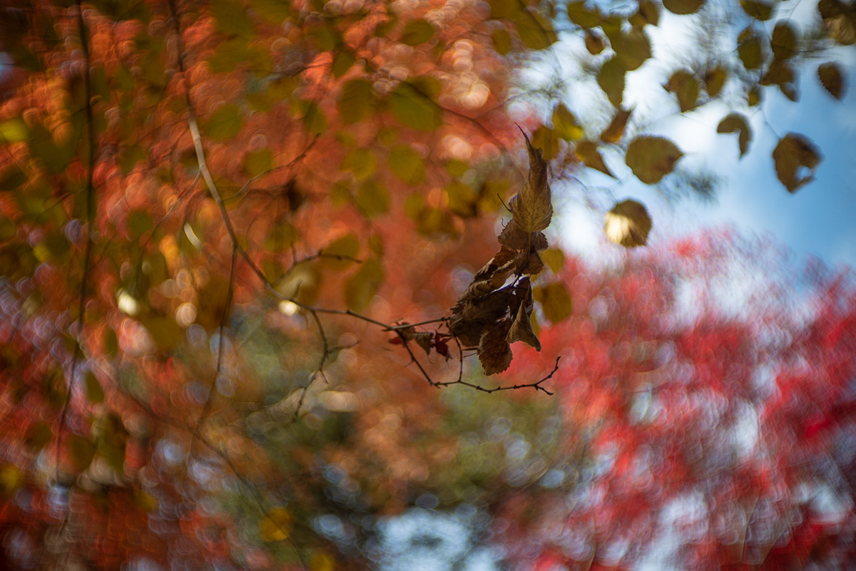 鳩ノ巣渓谷 w/ Meopta Meostigmat 1.3/35 - 2018年11月24日撮影