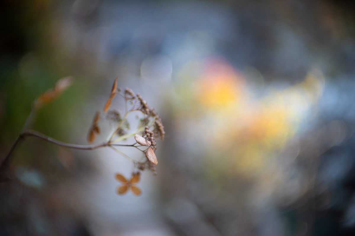 鳩ノ巣渓谷 w/ Meopta Meostigmat 1.3/35 - 2018年11月24日撮影