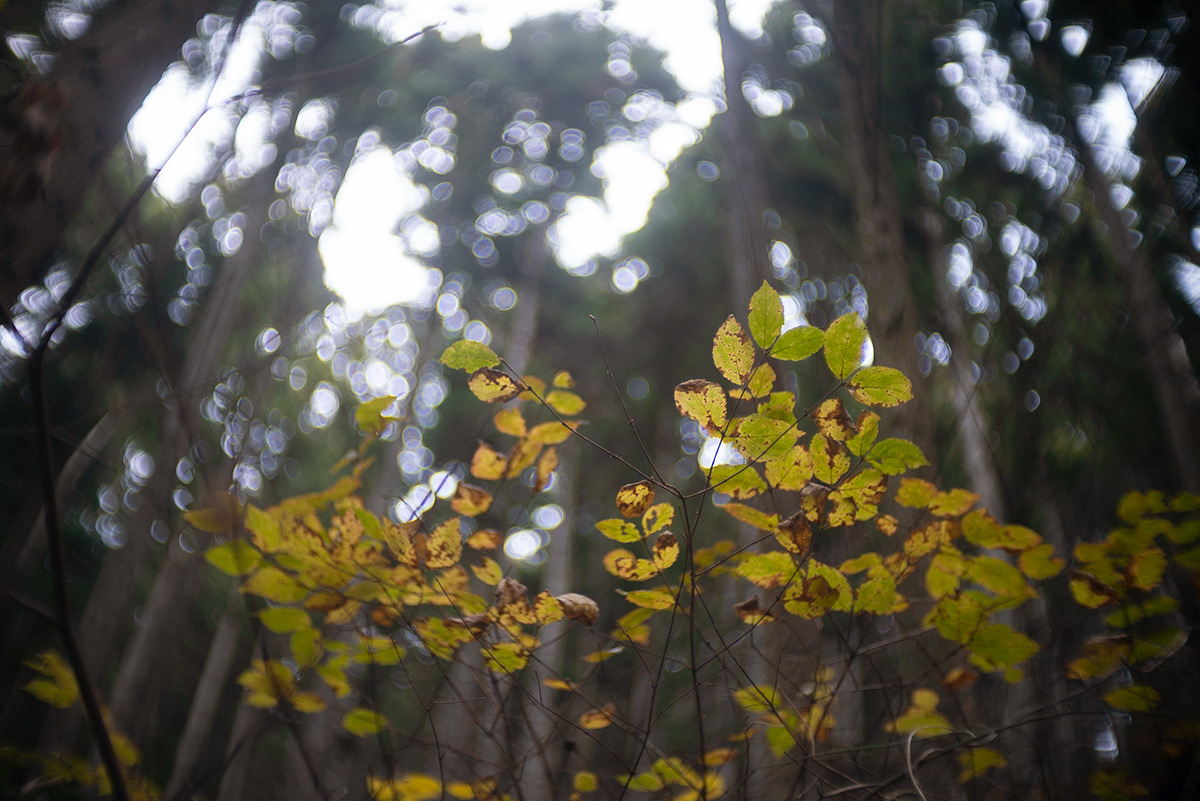 御岳山 w/ Meopta Meostigmat 1.3/35 - 2018-12-23