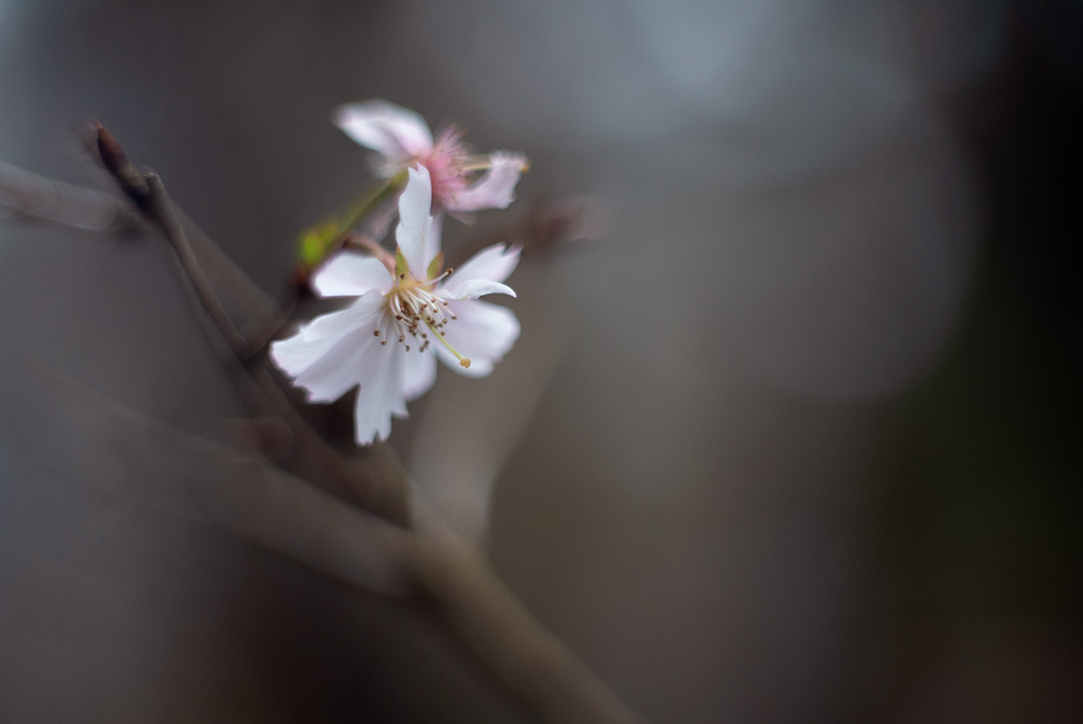 御岳山 w/ Meopta Meostigmat 1.3/35 - 2018年12月23日撮影