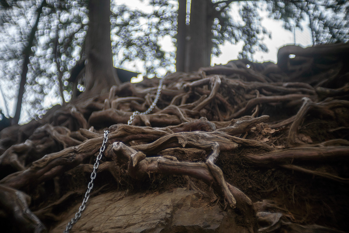 御岳山 w/ Meopta Meostigmat 1.3/35 - 2018年12月23日撮影