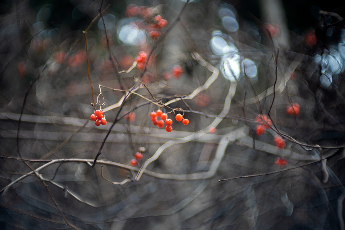 御岳山 w/ Meopta Meostigmat 1.3/35 - 2018年12月23日撮影