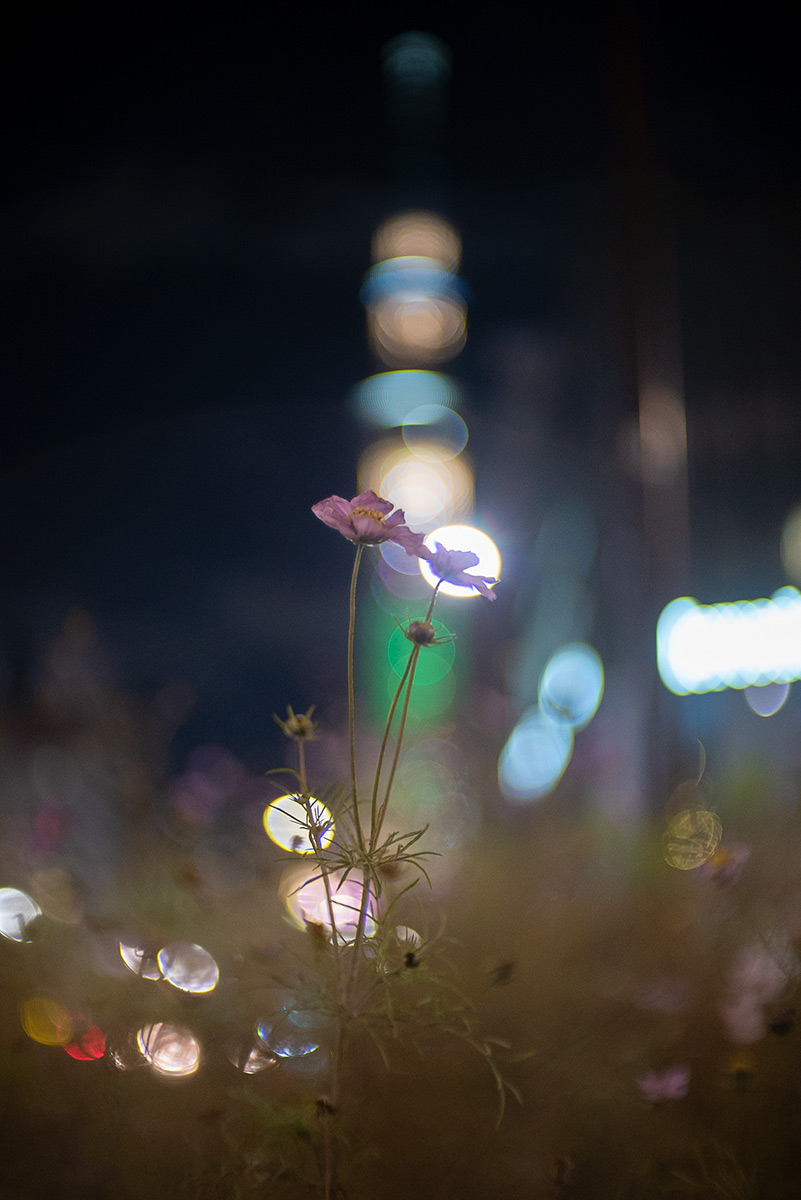 Salon de Thé Ladurée w/ Meopta Meostigmat 1.3/35 - 2018年12月24日撮影