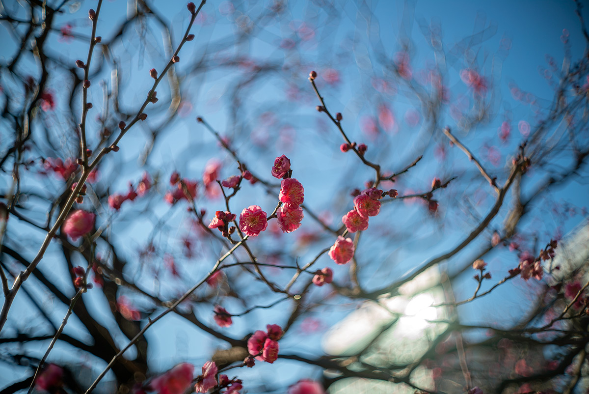 浜離宮 w/ CANON LENS 35mm f:1.8 - 2019年1月19日撮影