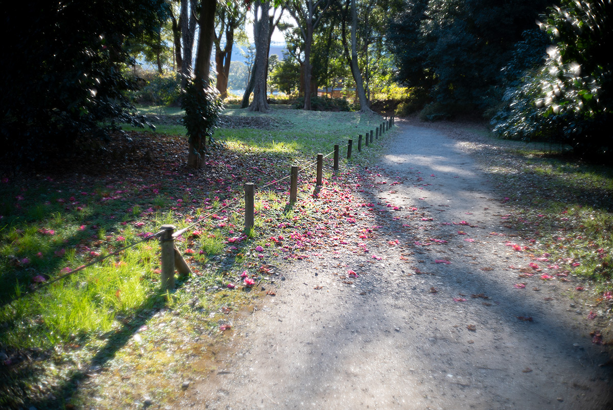 浜離宮 w/ CANON LENS 35mm f:1.8 - 2019年1月19日撮影