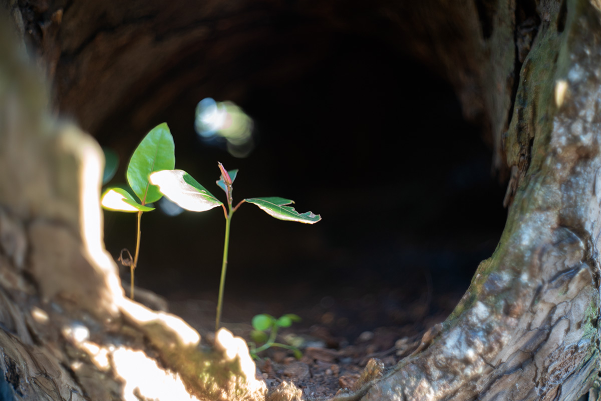 浜離宮 w/ CANON LENS 35mm f:1.8 - 2019年1月19日撮影