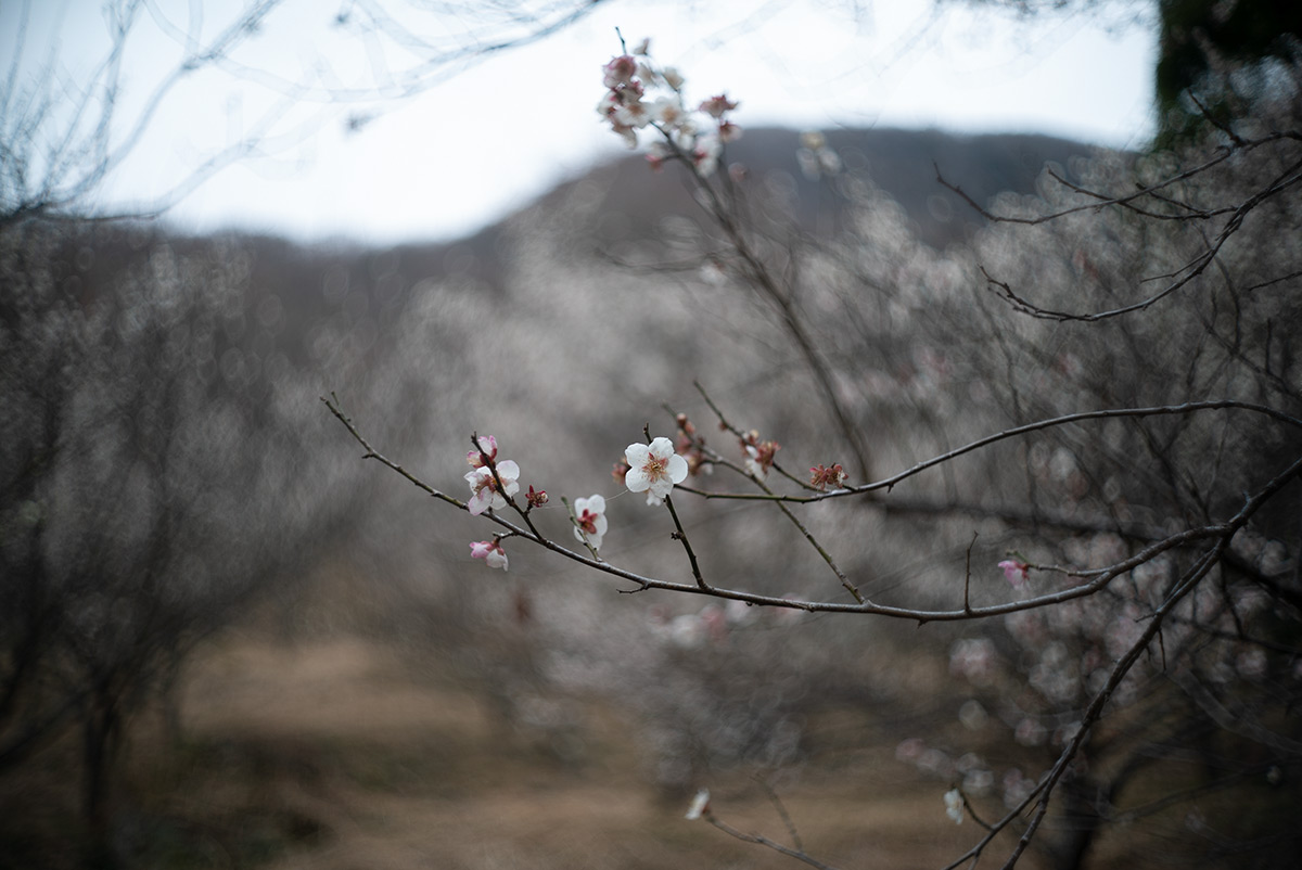 湯河原 w/ CANON LENS 35mm f:1.8 - 2019年2月9日撮影