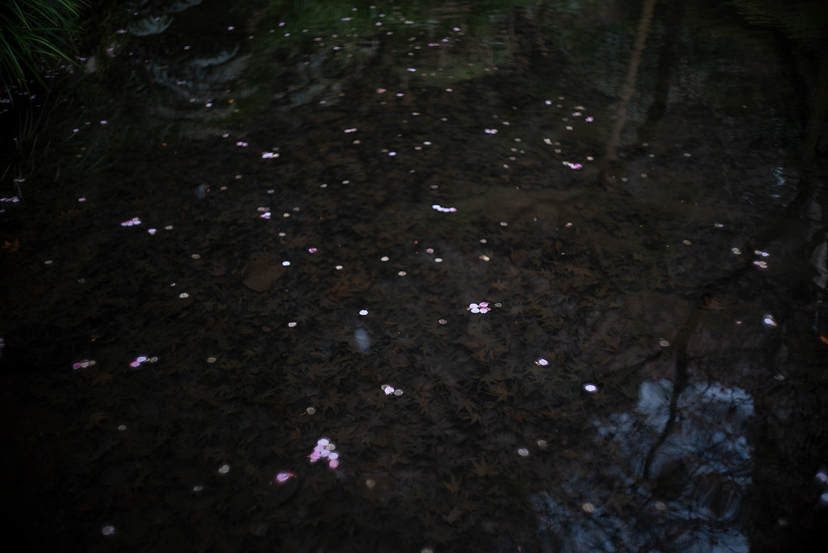 湯河原 w/ CANON LENS 35mm f:1.8 - 2019年2月9日撮影