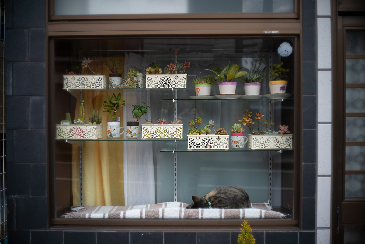 湯河原 w/ CANON LENS 35mm f:1.8 - 2019年2月9日撮影