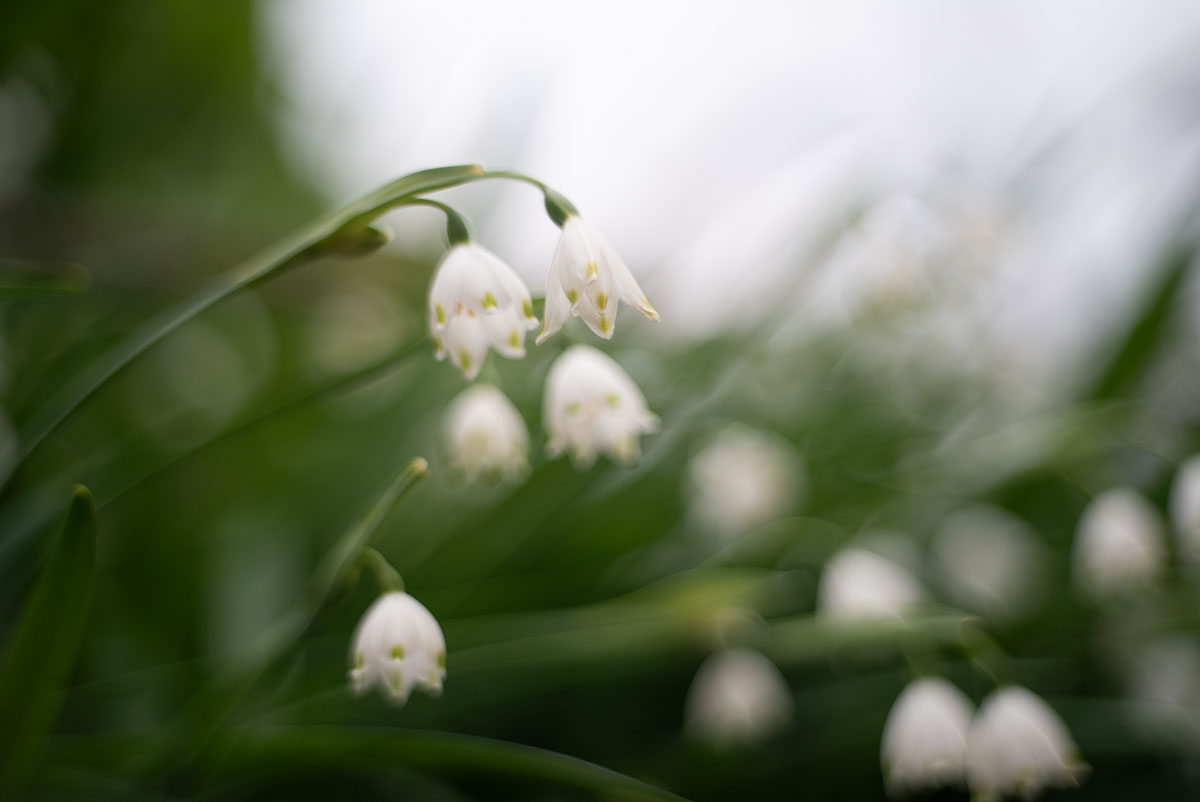 京都 w/ ZUNOW 5cm 1.8 - 2019年3月30日撮影