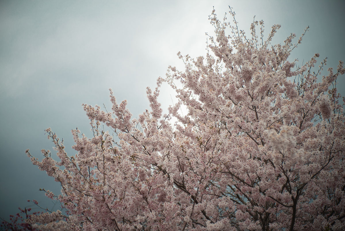 京都 w/ ZUNOW 5cm 1.8 - 2019年3月30日撮影