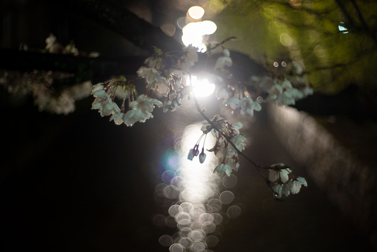 京都 w/ ZUNOW 5cm 1.8 - 2019年3月30日撮影