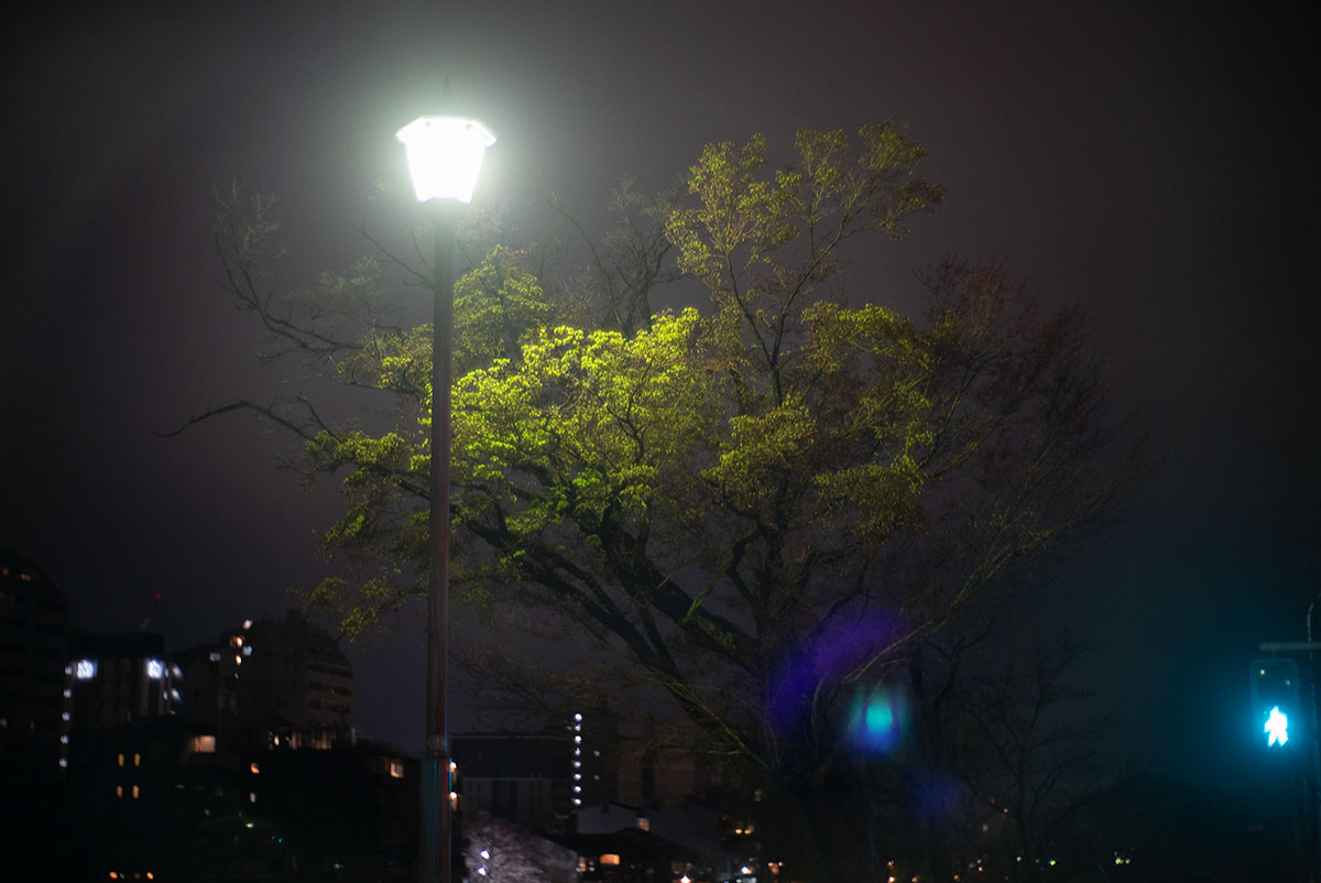 京都 w/ ZUNOW 5cm 1.8 - 2019年3月30日撮影