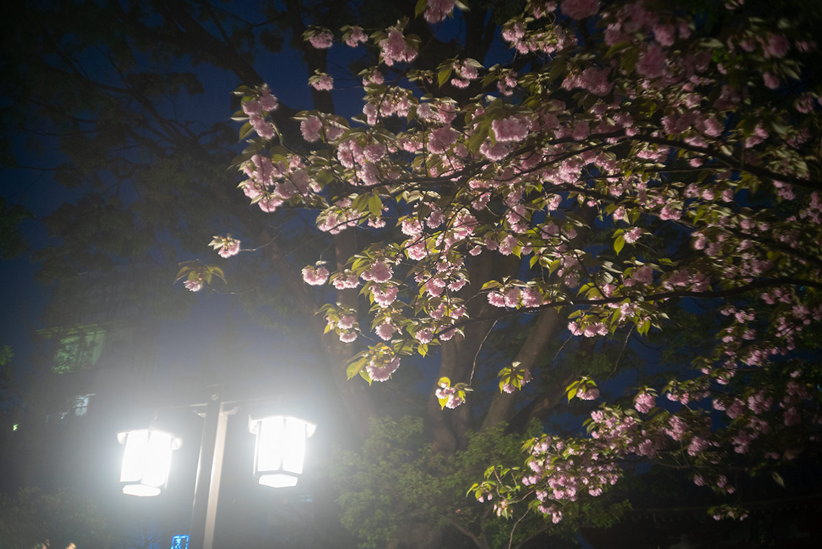 浅草 w/ KONISHIROKU HEXANON 1:2.8 f=40mm - 2019年4月21日撮影