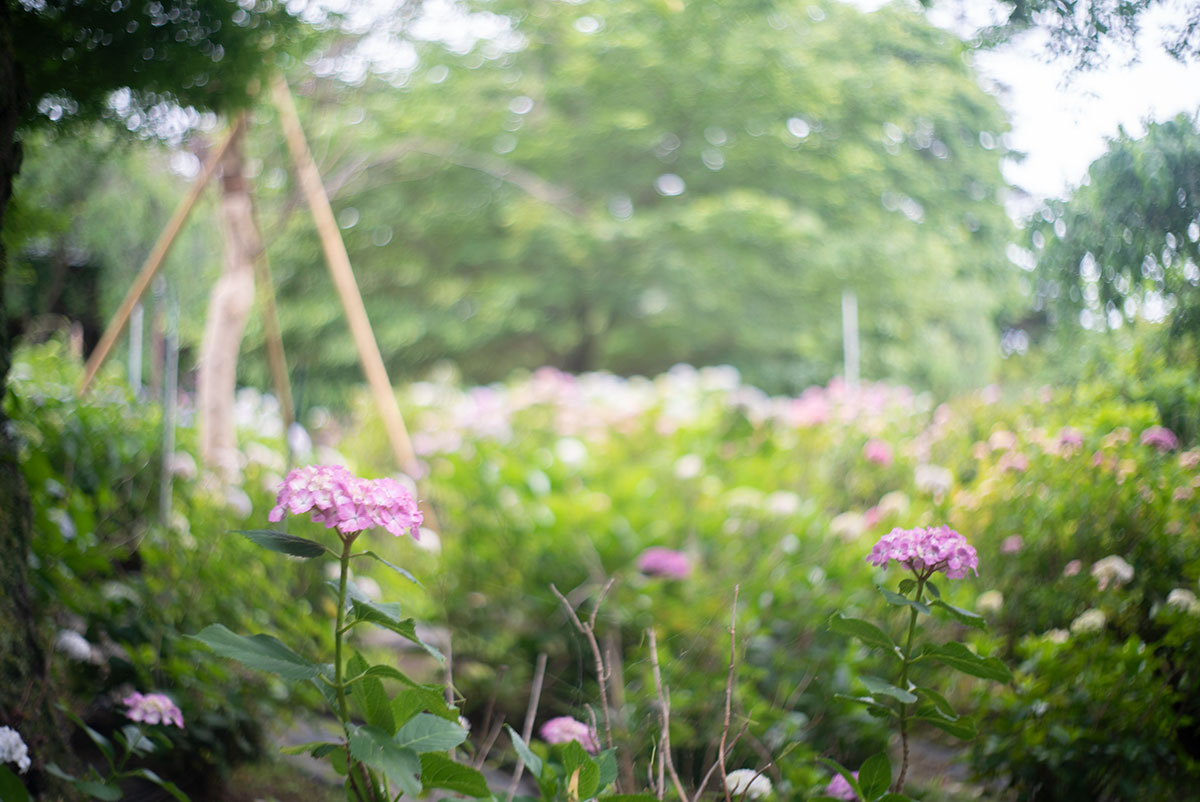 本土寺 w/ AGFA SOLAGON 1:2/50 - 2019-06-09