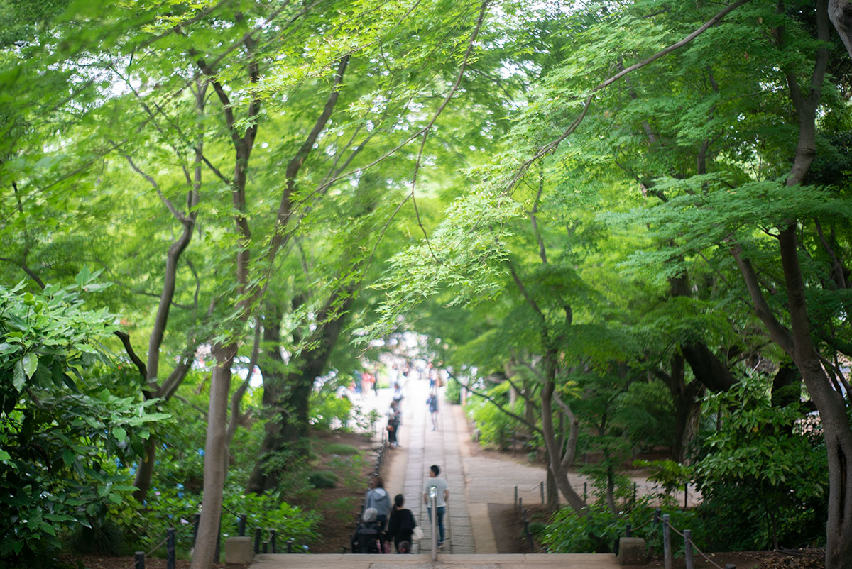 本土寺 w/ AGFA SOLAGON 1:2/50 - 2019年6月9日撮影