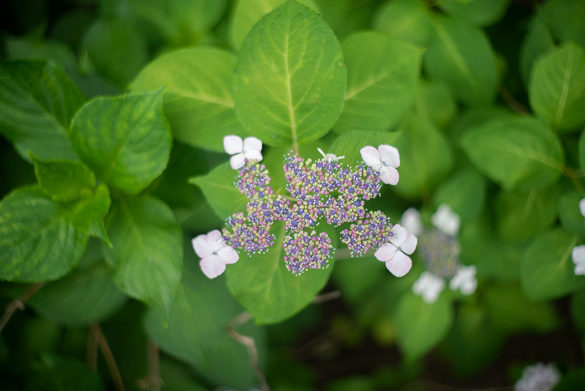 本土寺 w/ AGFA SOLAGON 1:2/50 - 2019年6月9日撮影