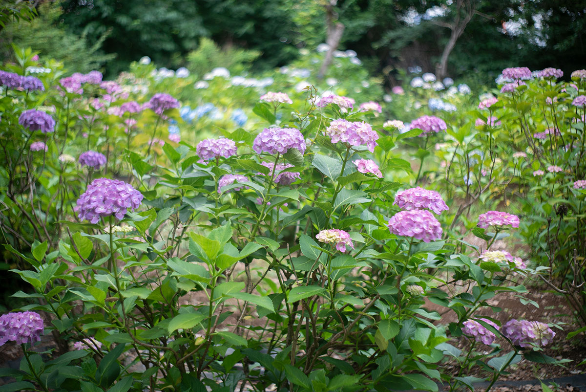 本土寺 w/ AGFA SOLAGON 1:2/50 - 2019年6月9日撮影