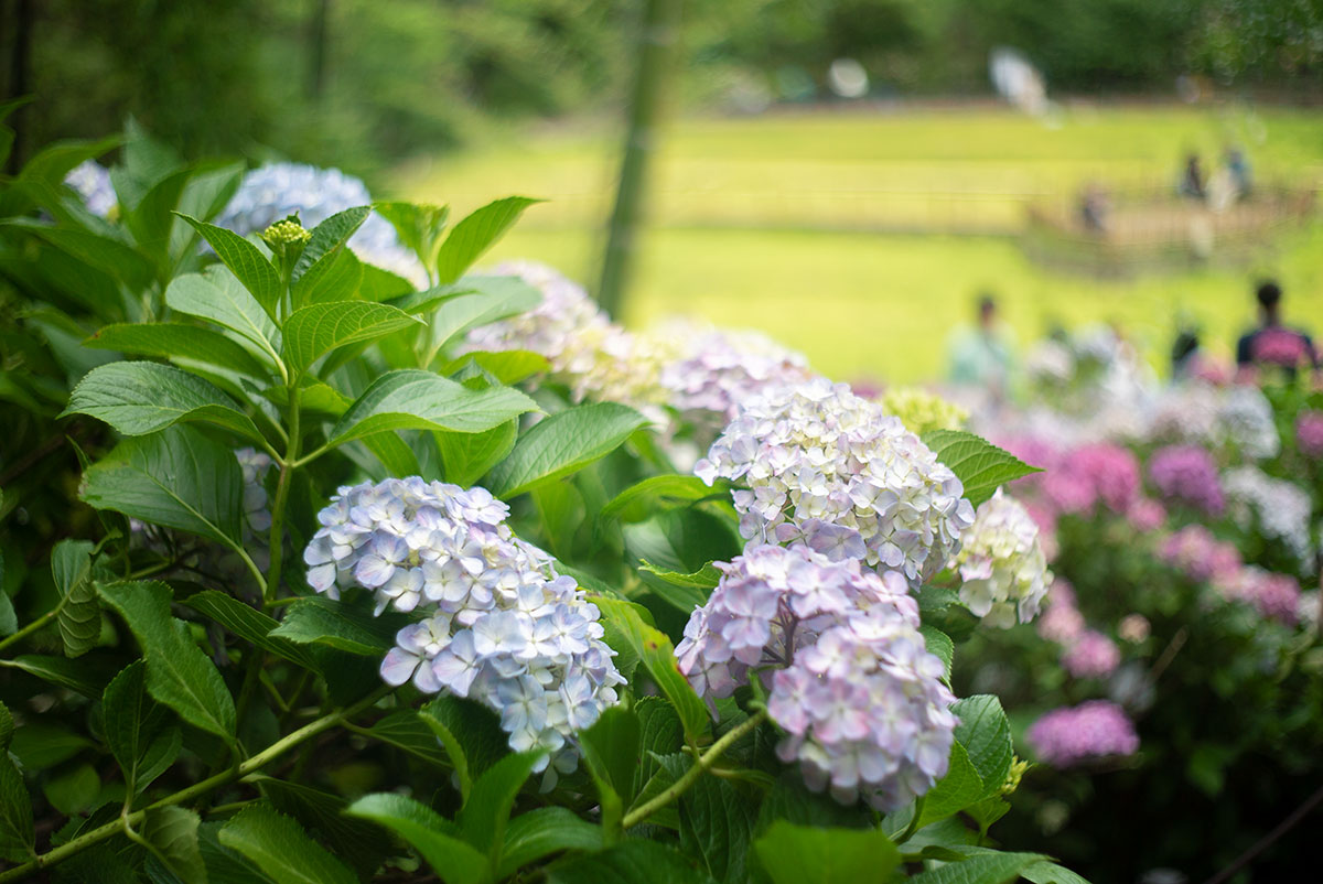 本土寺 w/ AGFA SOLAGON 1:2/50 - 2019年6月9日撮影