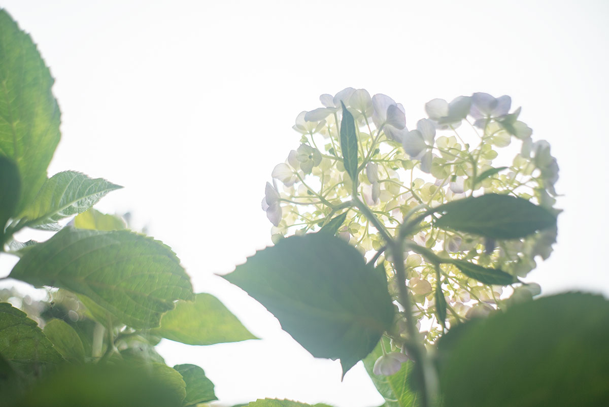 本土寺 w/ AGFA SOLAGON 1:2/50 - 2019年6月9日撮影