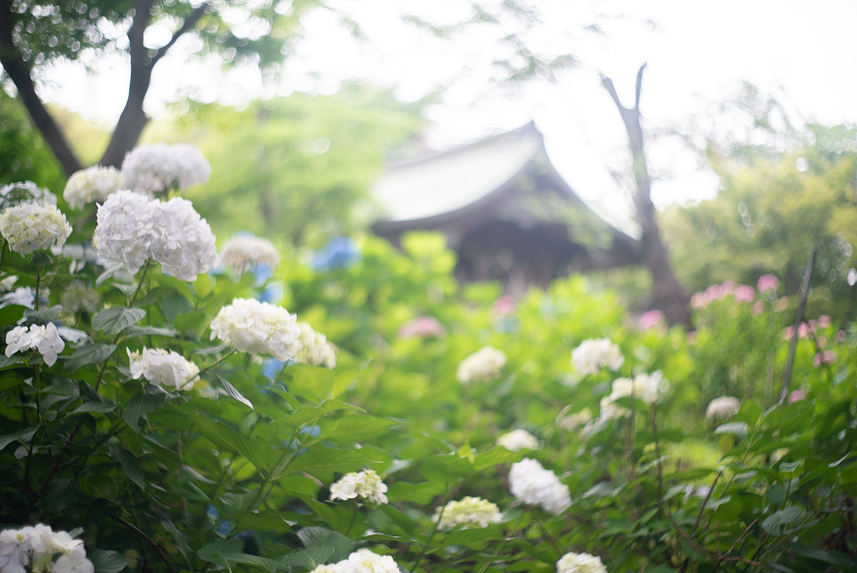 本土寺 w/ AGFA SOLAGON 1:2/50 - 2019年6月9日撮影