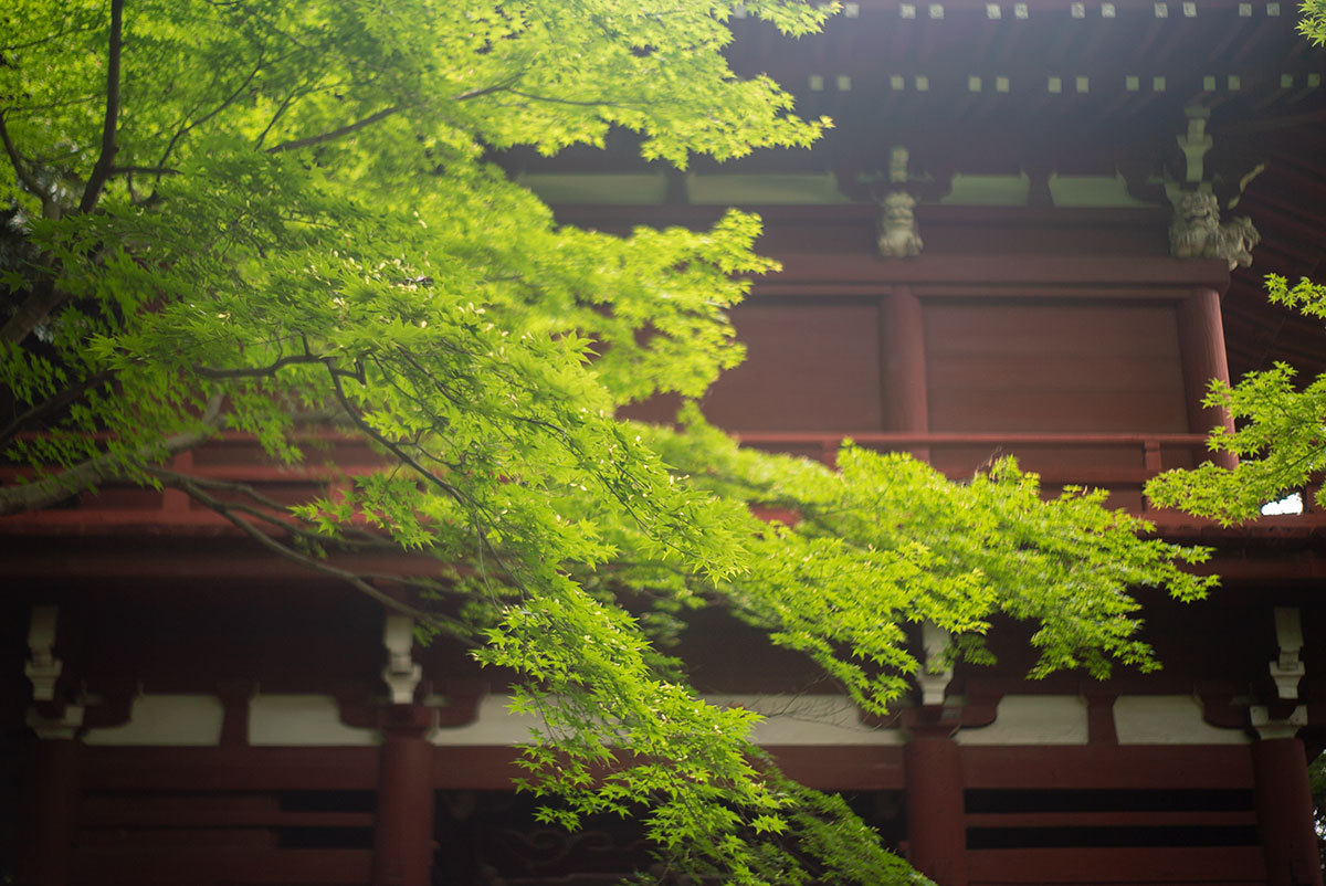 本土寺 w/ AGFA SOLAGON 1:2/50 - 2019年6月9日撮影