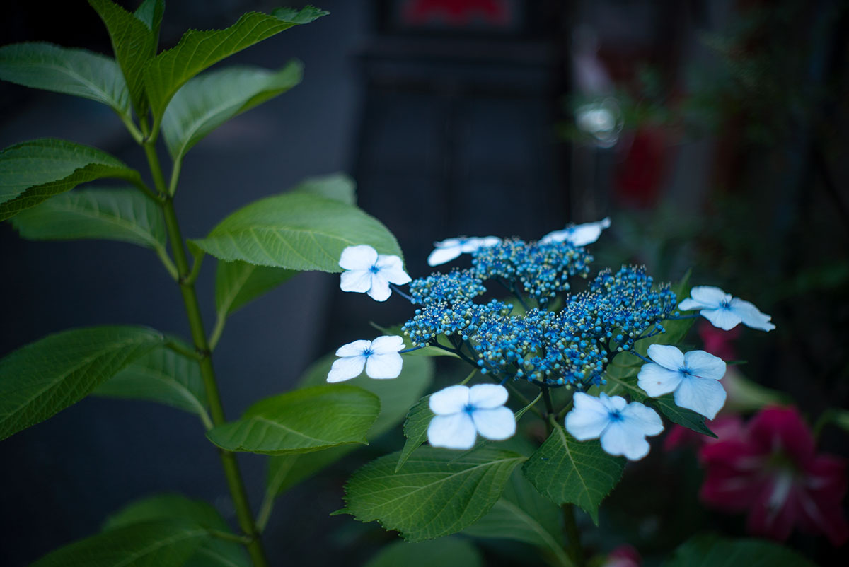 浅草 w/ CANON LENS SE 45mm 1:1.7 - 2019年6月16日撮影