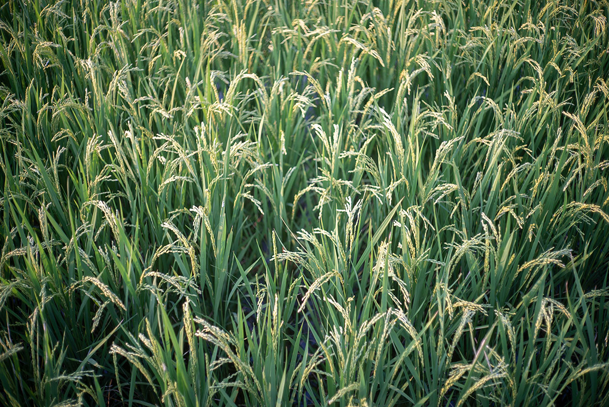 愛川夏祭り w/ Olympus G.Zuiko 1:1.8 f=4.2cm - 2019年8月25日撮影