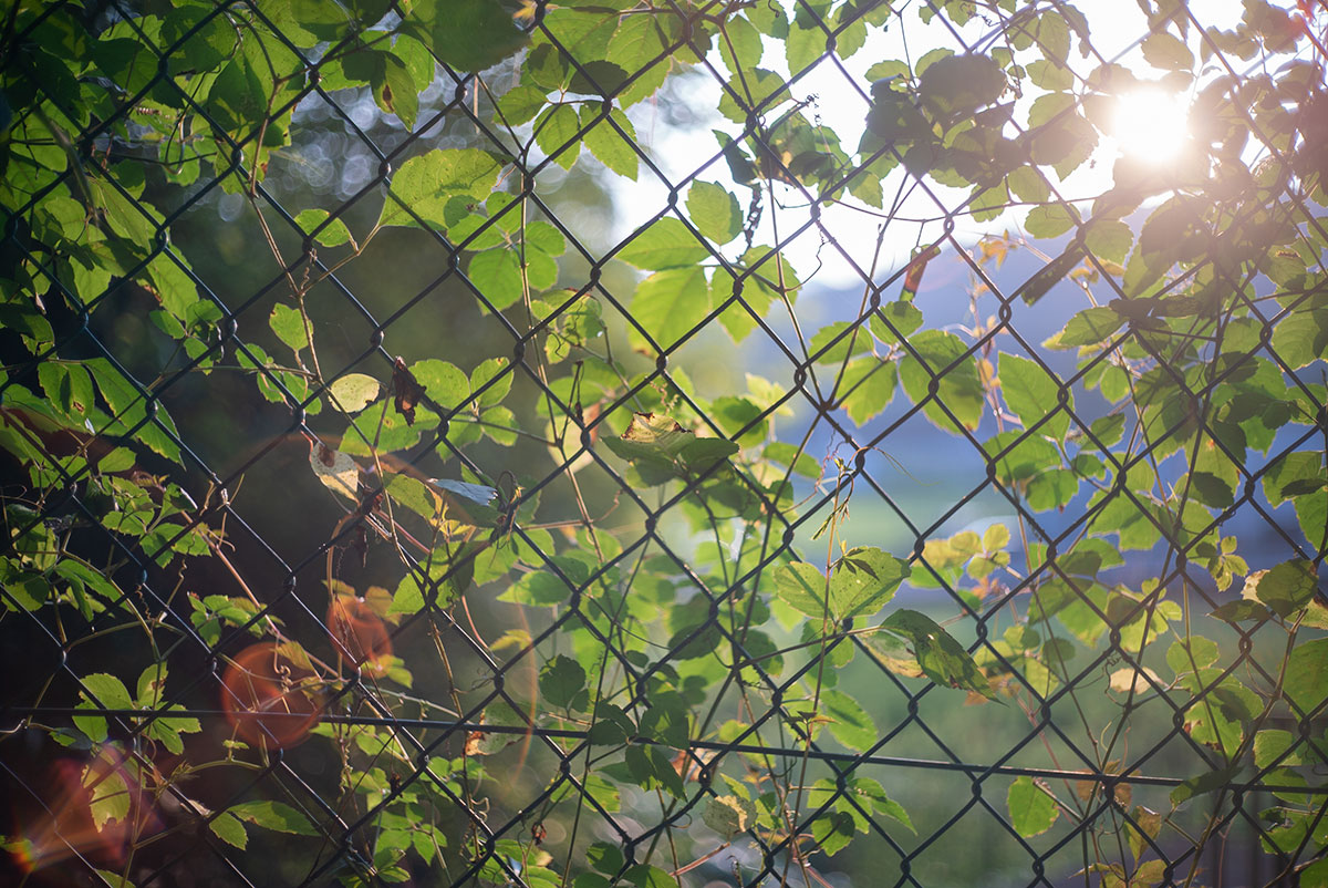 愛川夏祭り w/ Olympus G.Zuiko 1:1.8 f=4.2cm - 2019年8月25日撮影