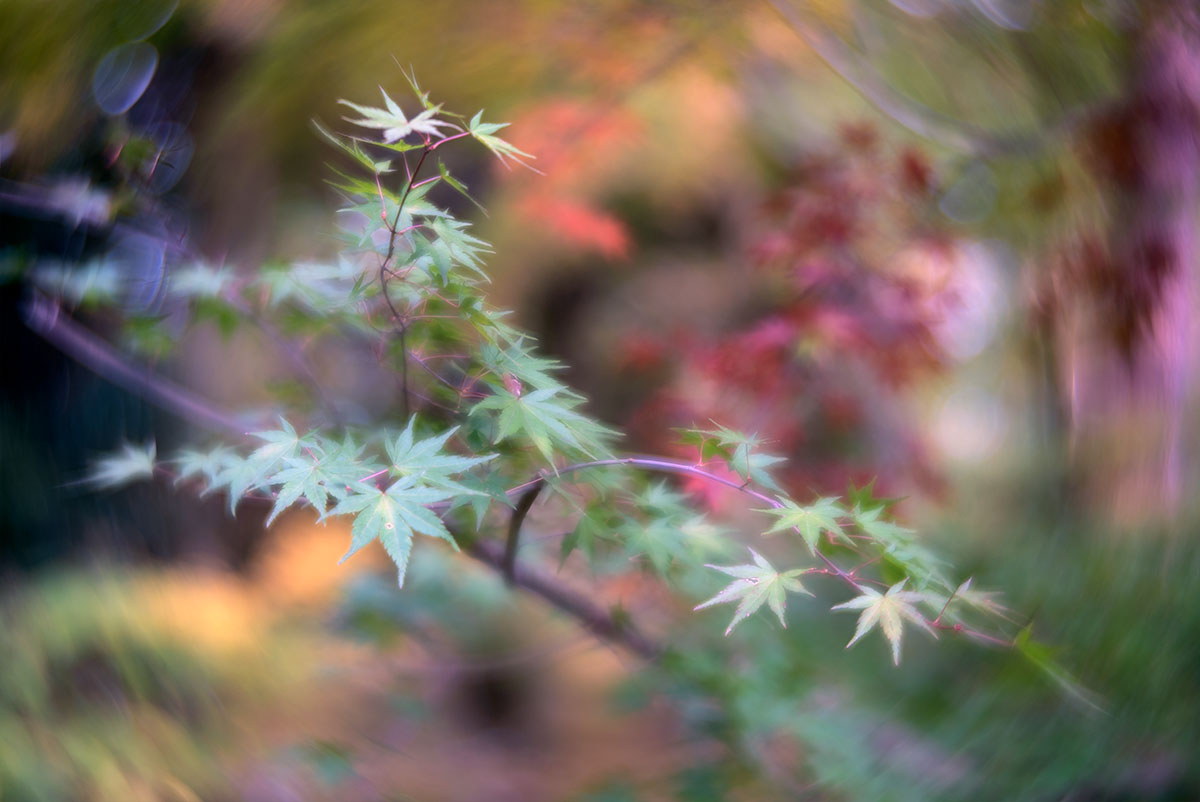 日光 w/ Hugo Meyer & Co - Goerlitz Kinon III 60mm - 2019-10-30