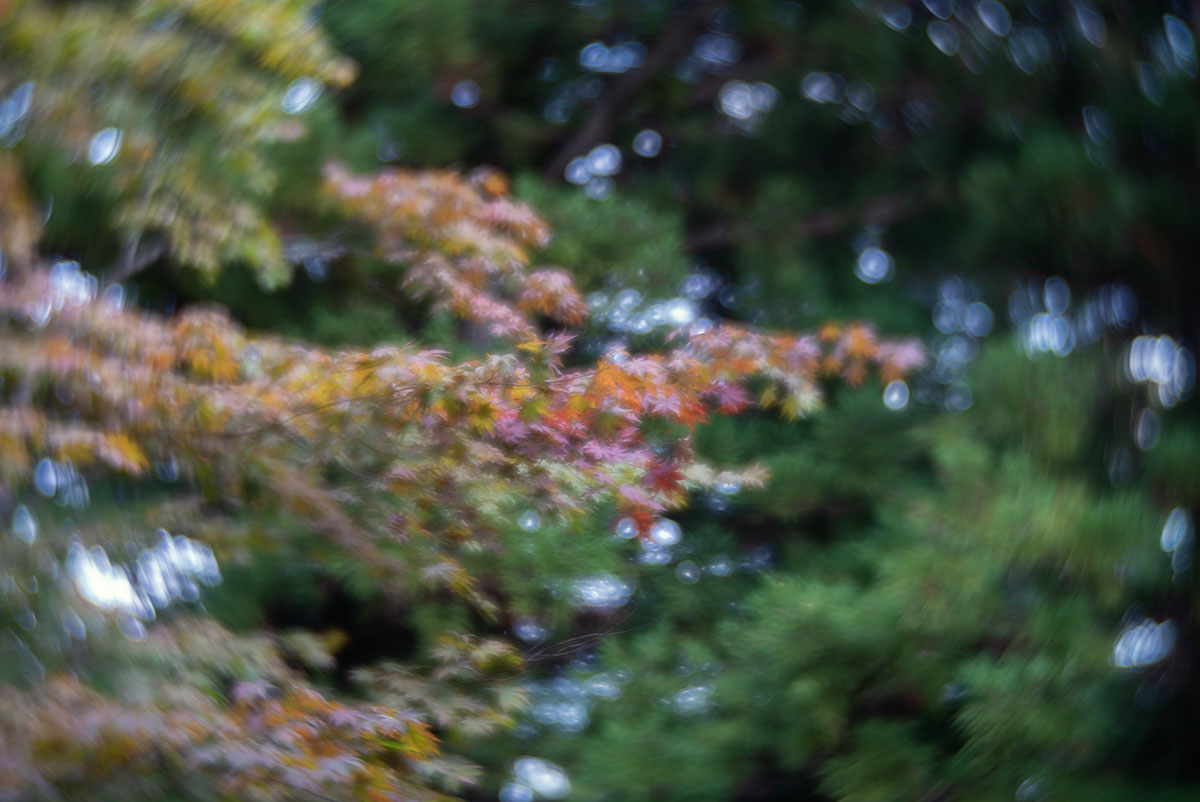 日光 w/ Hugo Meyer & Co - Goerlitz Kinon III 60mm - 2019年10月30日撮影