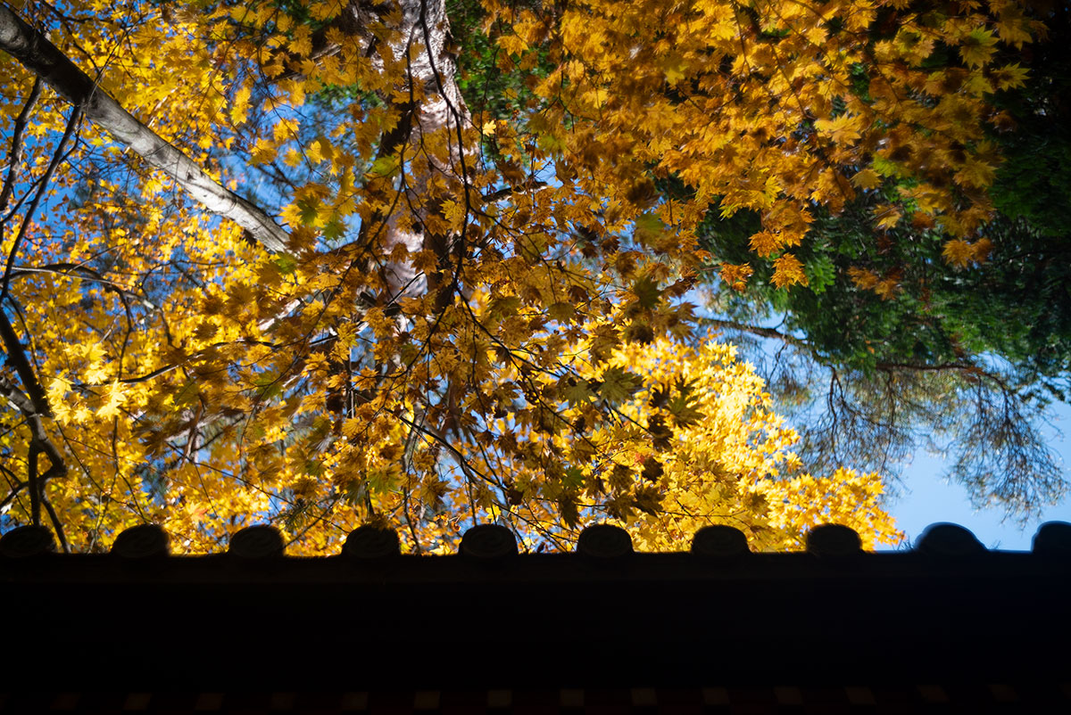 日光 w/ Kodak Ektar f:2 47mm - 2019-10-31