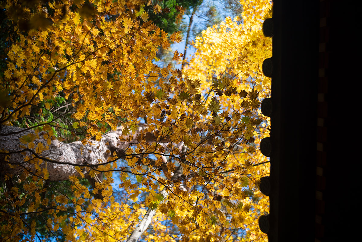 日光 w/ Kodak Ektar 47mm f:2 - 2019年10月31日撮影