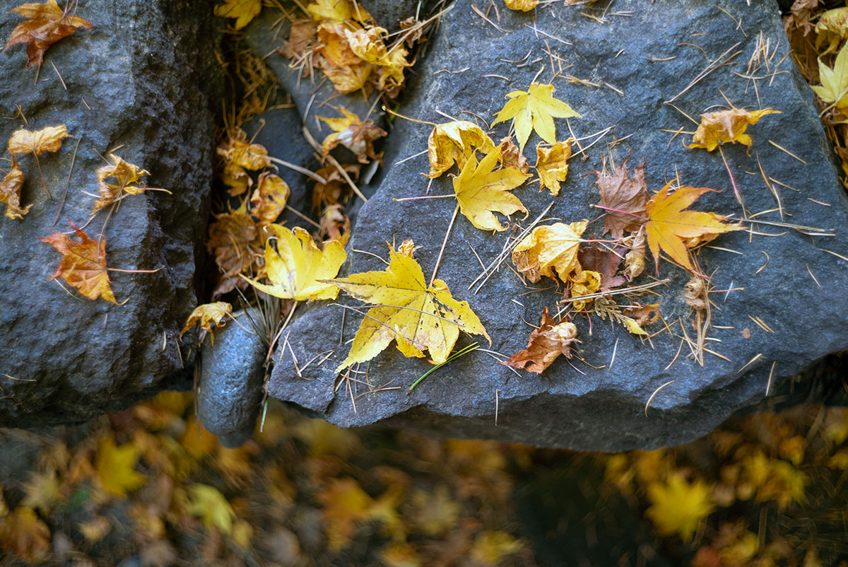 日光 w/ Kodak Ektar 47mm f:2 - 2019年10月31日撮影