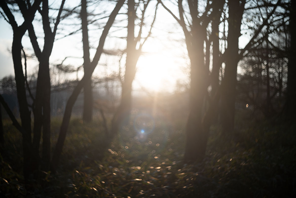 日光 w/ Kodak Ektar 47mm f:2 - 2019年10月31日撮影