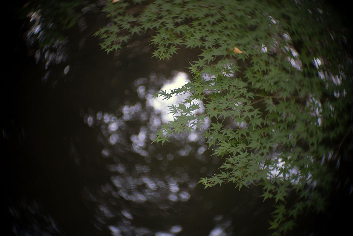 六義園 w/ Angenieux F=50mm 1:1.5 - 2019年11月10日撮影
