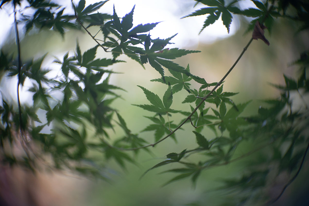 六義園 w/ Angenieux F=50mm 1:1.5 - 2019年11月10日撮影