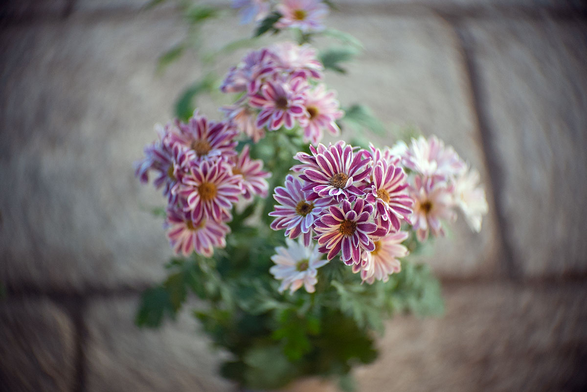 六義園 w/ Angenieux F=50mm 1:1.5 - 2019年11月10日撮影