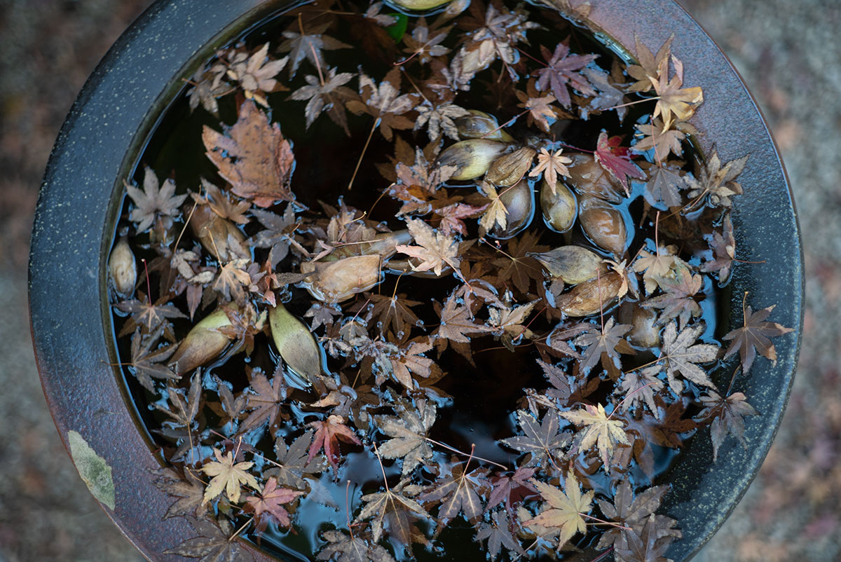 横浜、鎌倉 w/ Konishiroku Hexanon 1:1.8 f=50mm - 2019年12月14日撮影