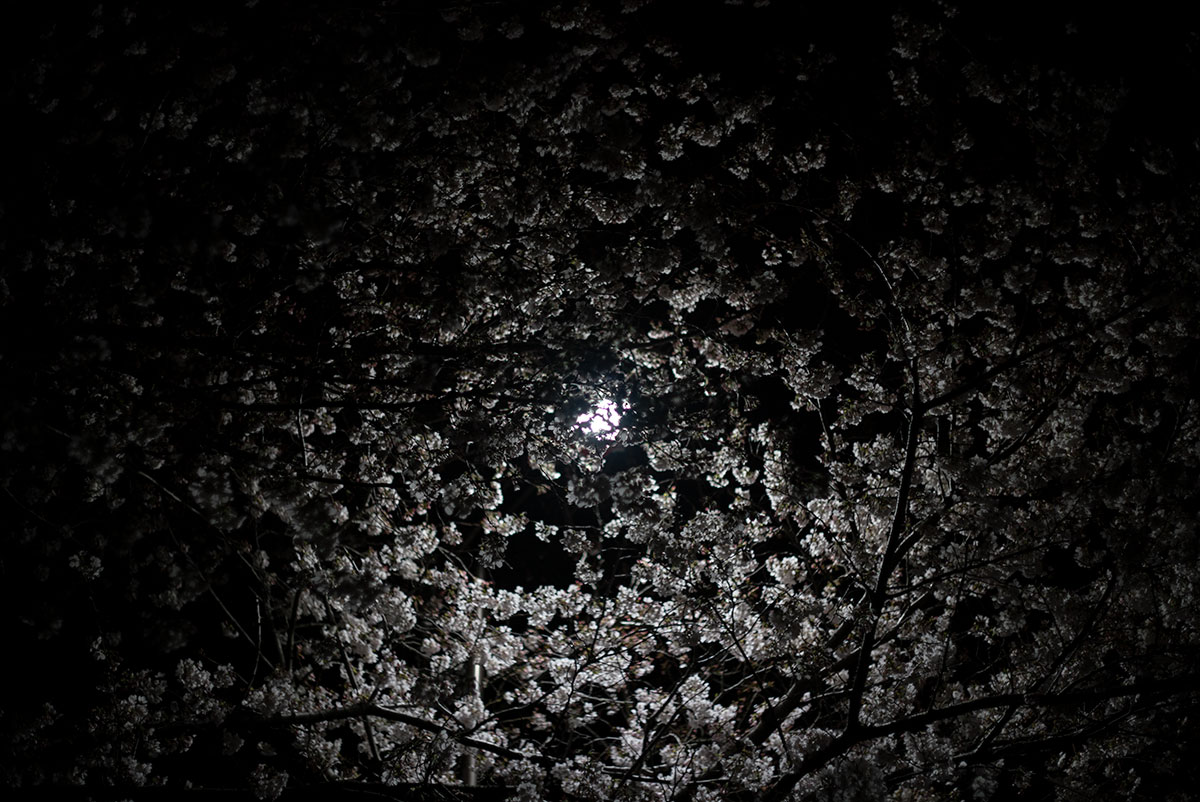 AUTO MIRANDA EC 1:1.8 f=50mm で浅草寺の桜を撮影