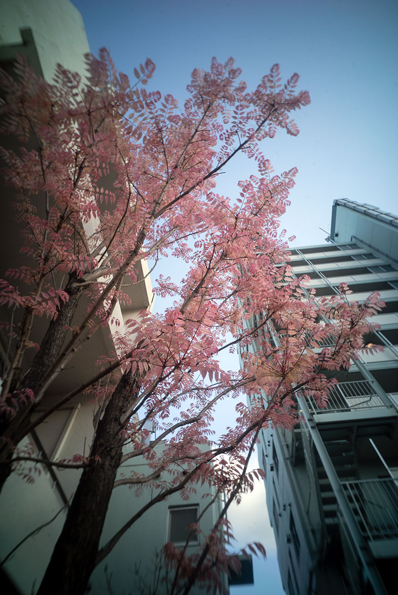 GIZMON Wtulens f=17mm 1:16 で墨田区を撮影