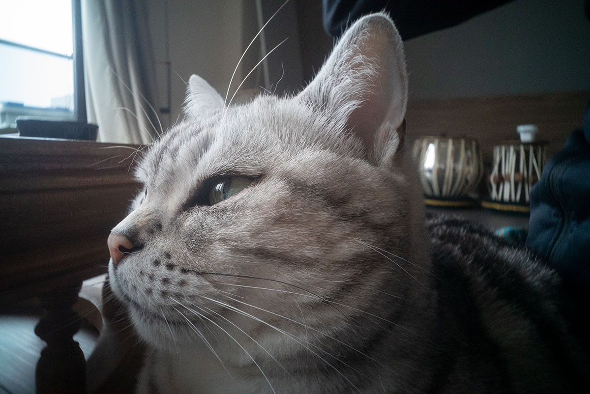 GIZMON Wtulens f=17mm 1:16 で墨田区を撮影