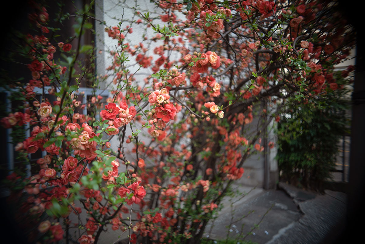 Olympus D.Zuiko 1:2.8 f=3.5cm で、江東区と台東区を撮影。