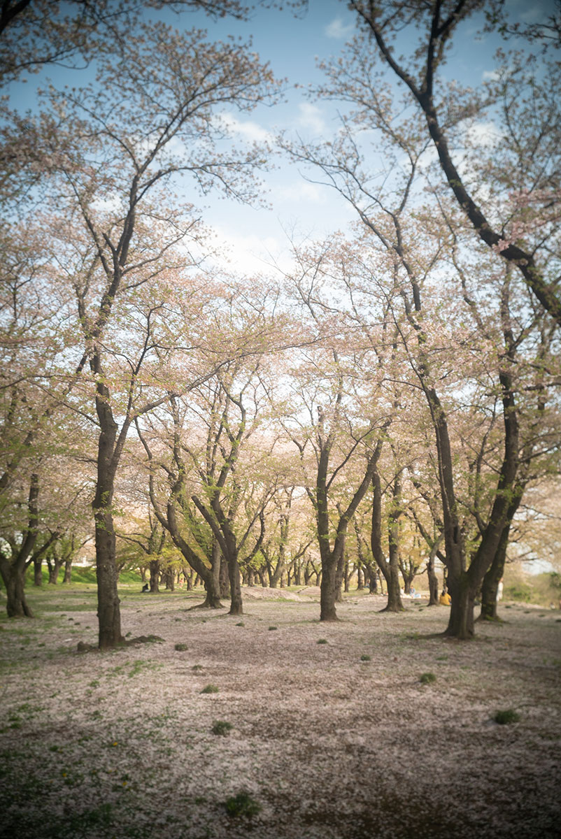 Meopta Largor 1:6.8 f=30mm で愛川町を撮影。