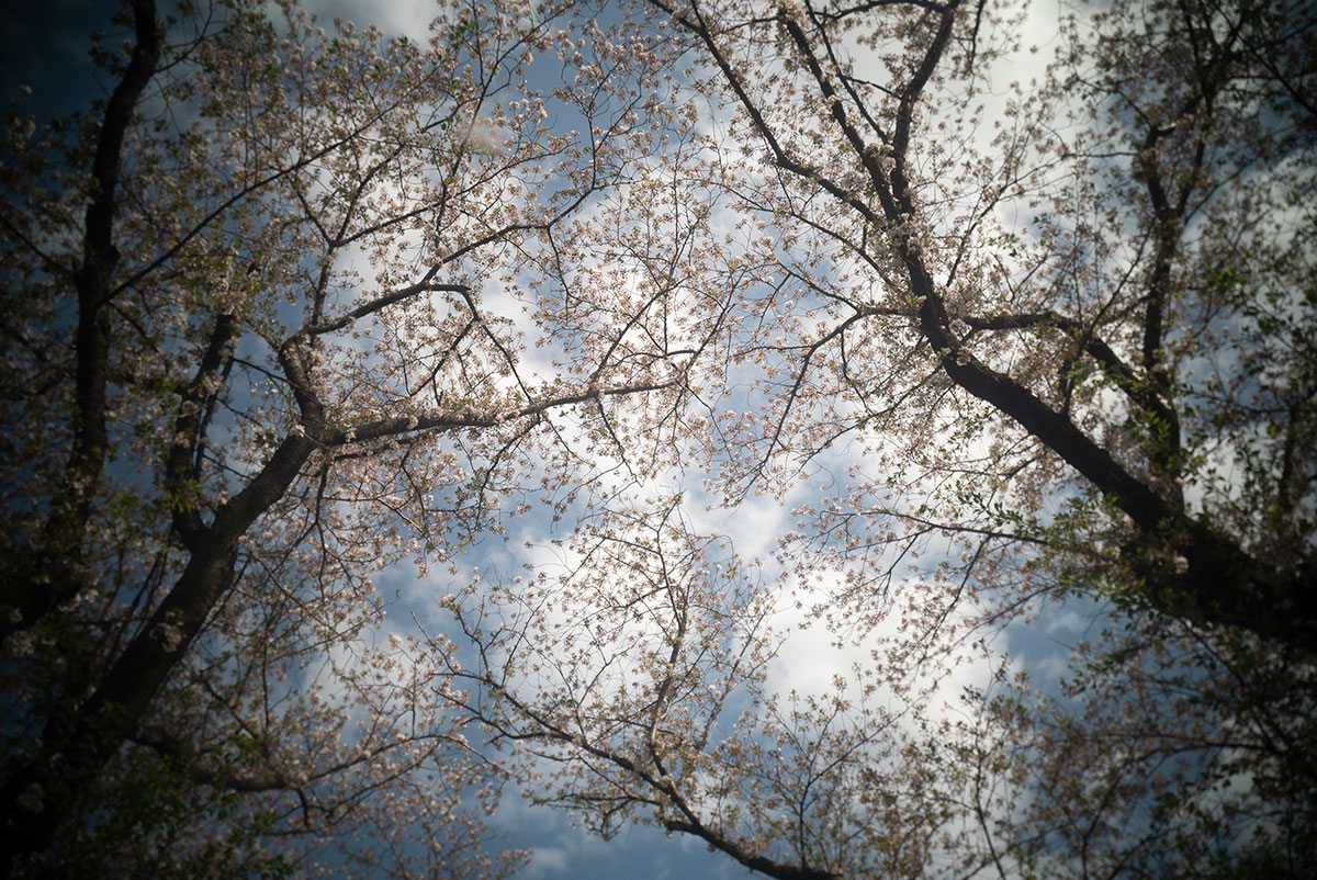 Meopta Largor 1:6.8 f=30mm で愛川町を撮影。