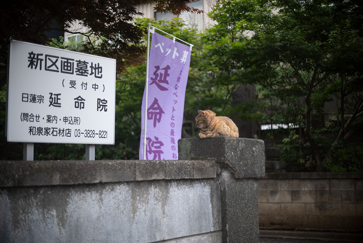 谷根千 w/ WALZ WALZER 1:1.9 f=4.5cm - 2021-06-05