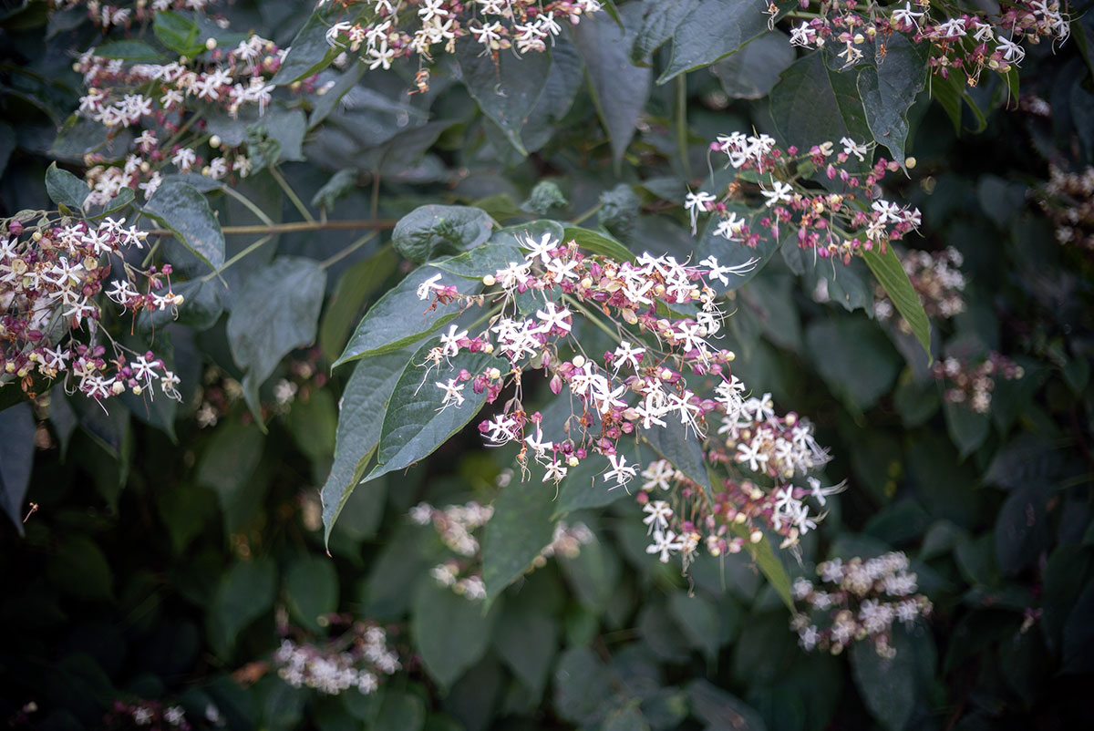 WALZ WALZER 1:1.9 f=4.5cm で浜離宮を撮影。