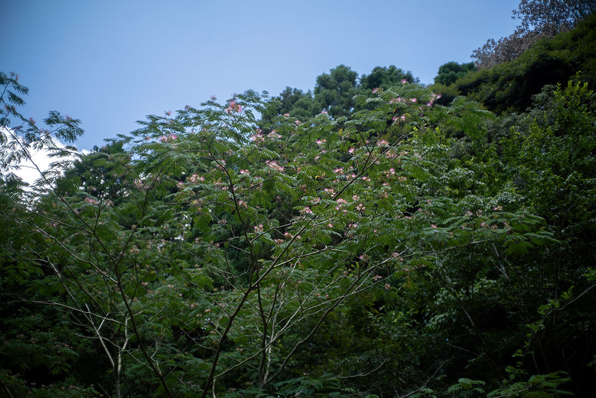 Kowa Optical Works Prominar F.C. 1:2.8 f=35mm で愛川町を撮影。