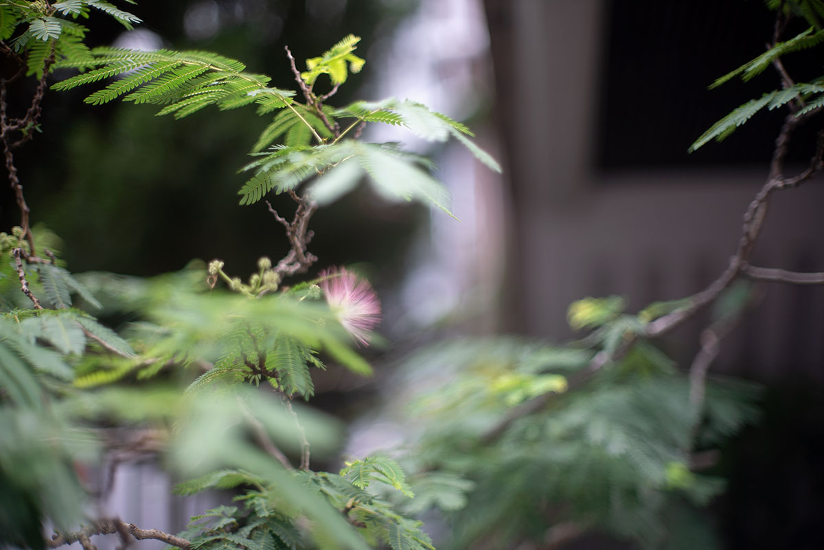 C.C. Auto Petri 1:1.4 f=55mm で隅田川界隈を撮影。